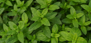Mint flavour nicotine pouches